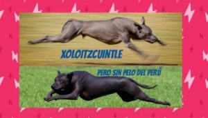 Xoloitzcuintle Peruvian HairlessAUSTRALIA 36