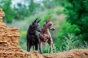 Amantes de la raza Xoloitzcuintle (Perro de México para el Mundo) 1